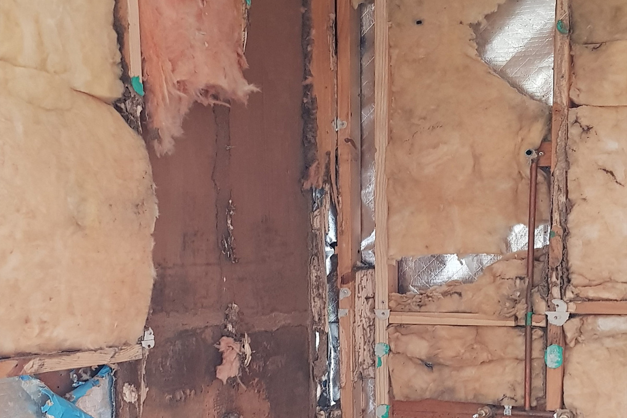 Termite damage